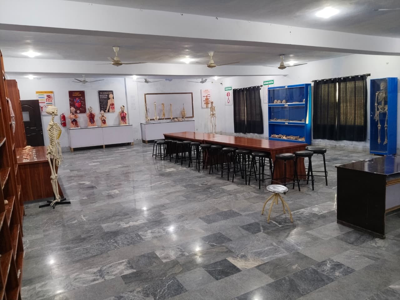 Human Osteology & Internal Organ Models Hall