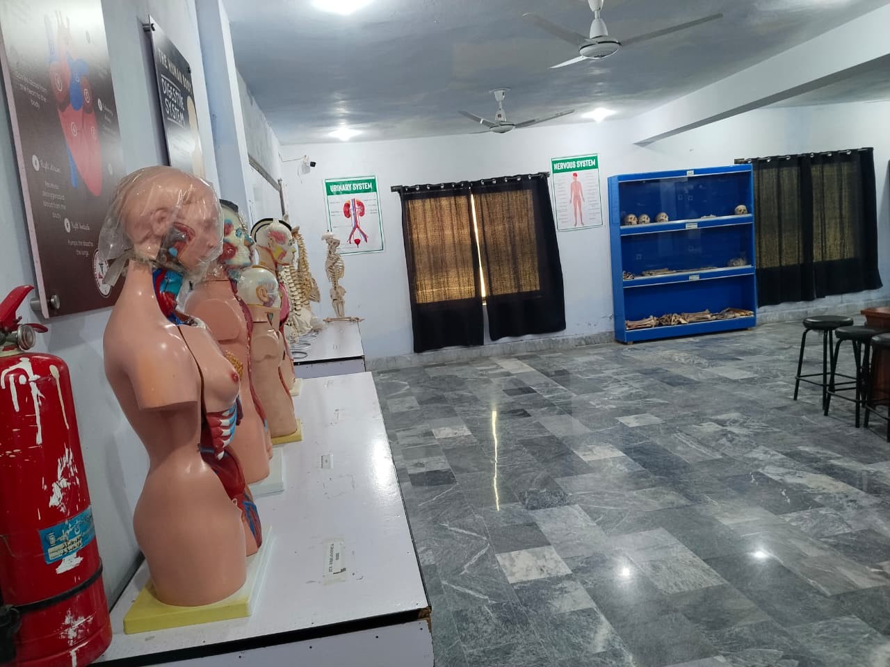 Human Musculature & Visceral Organ Models Display